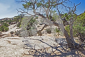 Bristlecone Pine grow in the sand of Canyon Lands.