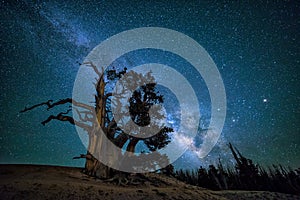 Bristlecone pine, Milkyway galaxy, Utah