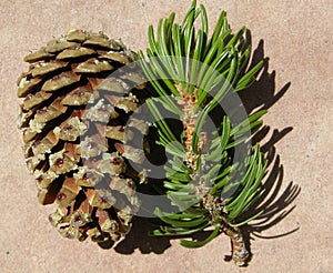 Bristlecone pine needles and cone from Spring Mountains near Las Vegas, Nevada. photo