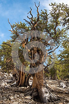 Bristlecone pine the oldest tree in the world