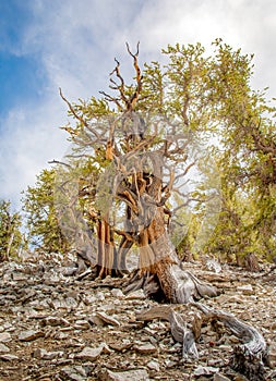 Bristlecone pine the oldest tree in the world