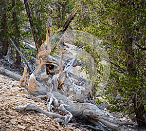 Bristlecone pine the oldest tree in the world in sunny day