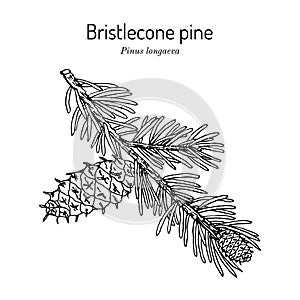 Bristlecone pine Pinus longaeva , state tree of Nevada