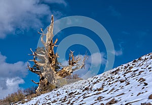 Bristlecone Pine on slope