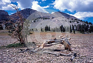 Bristlecone pine and snag, The Table, Mount Moriah Wilderness, North Snake Range, Nevada
