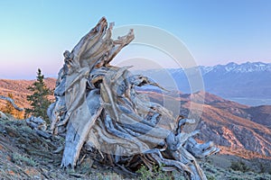 Bristlecone Pine Stump