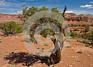 Bristlecone Pine tree