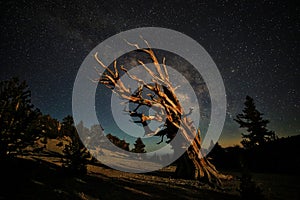 Bristlecone Pine Tree in the Forest