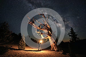 Bristlecone Pine Tree in the Forest