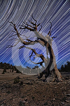 Bristlecone Pine Tree in the Forest
