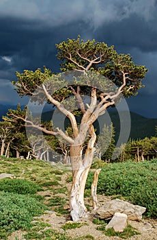 Bristlecone Pine
