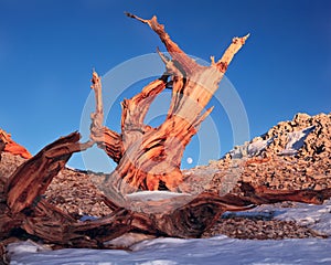 Bristlecone pine in the White Mountains