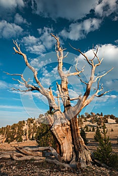 Bristlecone pine in the White Mountains