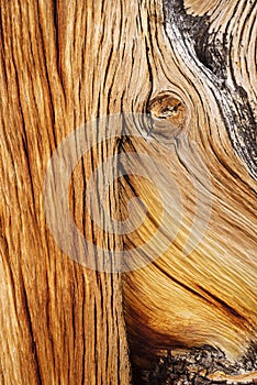 Bristlecone Pine Wood