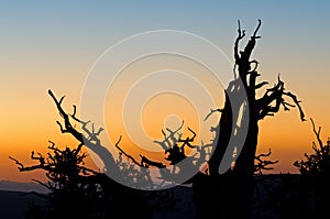 Bristlecone Pines Silhouetted at Twilight