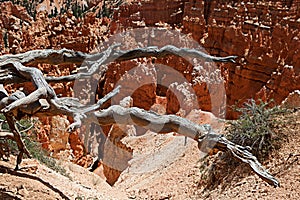 Bristlecone Tree at Bryce Canyon