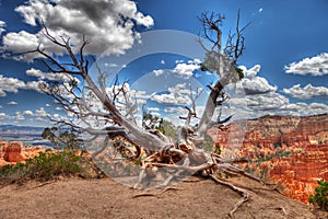 Bristlecone Tree at Bryce Canyon