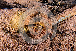 Bristled Hermit Crab in the Red Sea