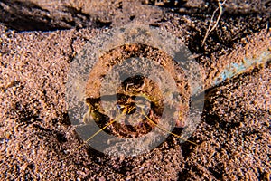 Bristled Hermit Crab in the Red Sea