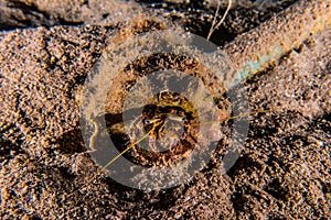 Bristled Hermit Crab in the Red Sea