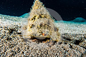 Bristled Hermit Crab in the Red Sea