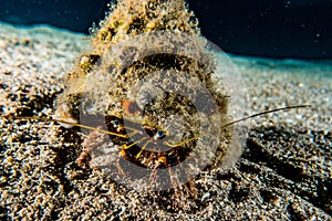 Bristled Hermit Crab in the Red Sea