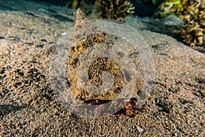 Bristled Hermit Crab in the Red Sea