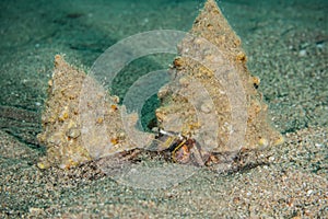 Bristled Hermit Crab in the Red Sea