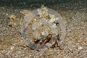 Bristled Hermit Crab in the Red Sea