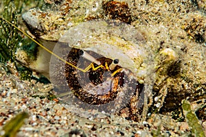 Bristled Hermit Crab in the Red Sea