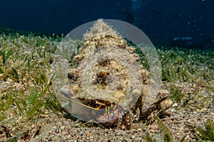 Bristled Hermit Crab in the Red Sea