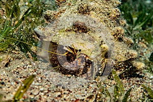 Bristled Hermit Crab in the Red Sea