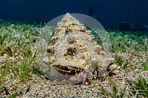 Bristled Hermit Crab in the Red Sea