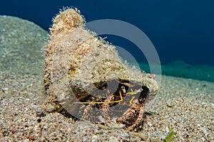 Bristled Hermit Crab in the Red Sea