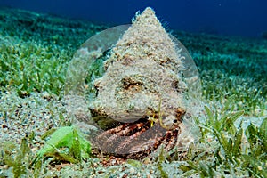 Bristled Hermit Crab in the Red Sea