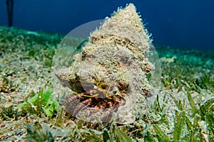 Bristled Hermit Crab in the Red Sea