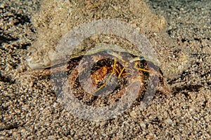 Bristled Hermit Crab in the Red Sea