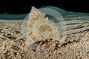 Bristled Hermit Crab in the Red Sea