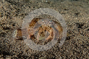 Bristled Hermit Crab in the Red Sea