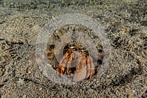 Bristled Hermit Crab in the Red Sea