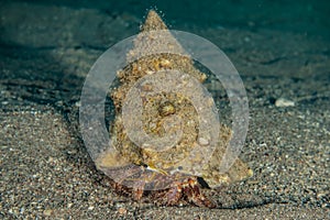 Bristled Hermit Crab in the Red Sea