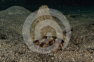 Bristled Hermit Crab in the Red Sea photo