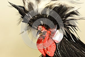 Bristled rooster portrait photo