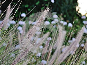 Bristlegrass in the wind