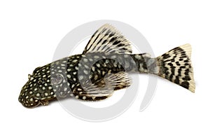 Bristlenose Ancistrus cirrhosus catfish aquarium fish bushynose pleco