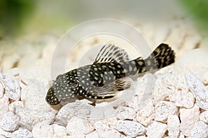 Bristlenose catfish aquarium fish bushynose pleco