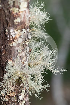 Close-up of Bristly beard lichen.