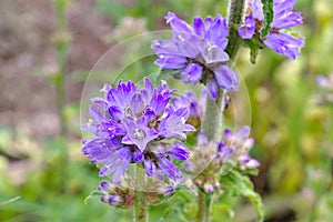 Bristly bellflower, Campanula cervicaria