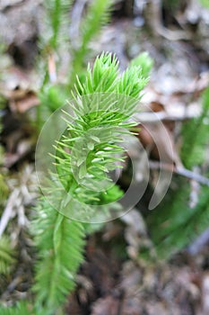 Bristly club-moss or Stiff clubmoss (Lycopodium annotinum) photo