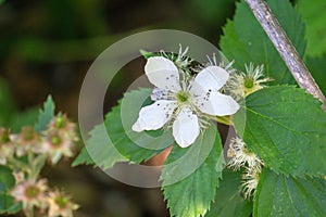 Bristly Dewberry, Rubus hispidus photo